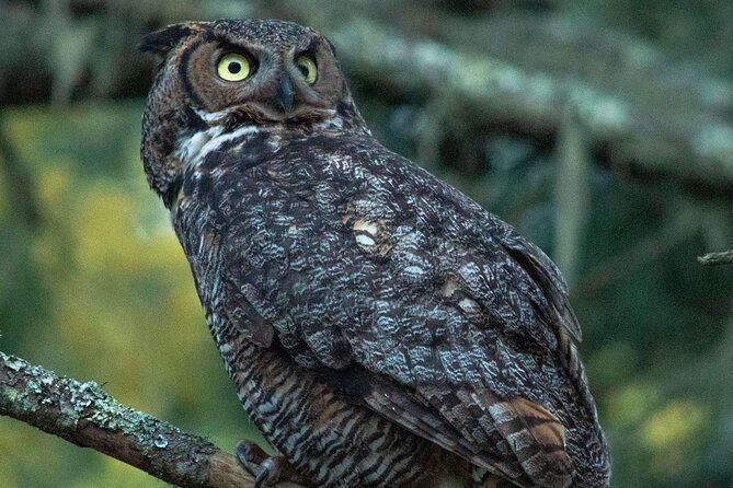 golden-gate-park-twilight-wildlife-walking-tour