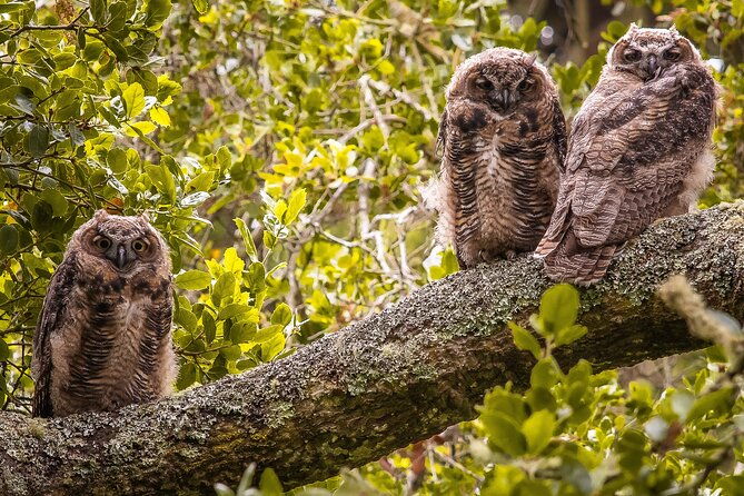 golden-gate-park-twilight-wildlife-walking-tour