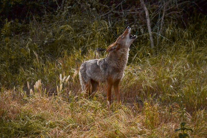 golden-gate-park-twilight-wildlife-walking-tour