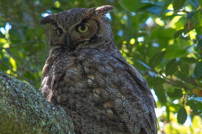 golden-gate-park-twilight-wildlife-walking-tour
