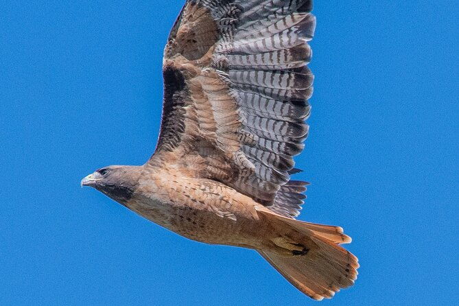 golden-gate-park-wildlife-walking-tour