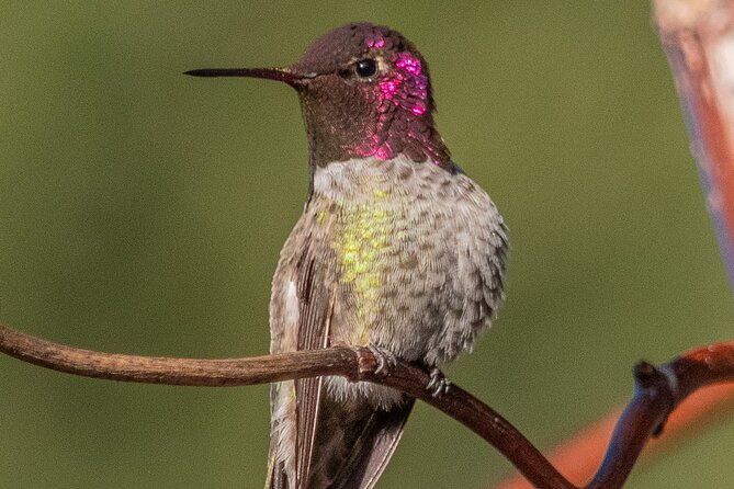golden-gate-park-wildlife-walking-tour