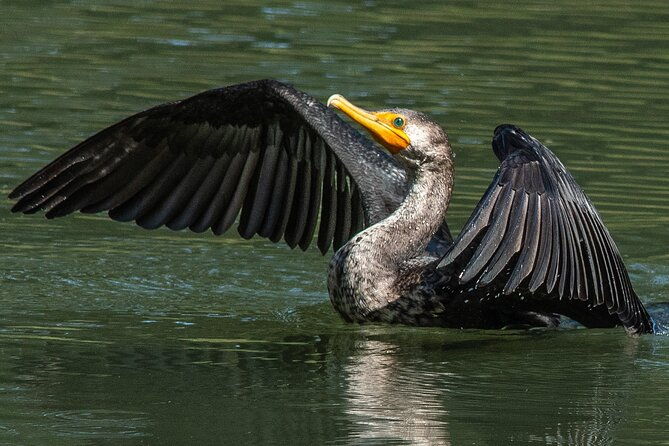 golden-gate-park-wildlife-walking-tour
