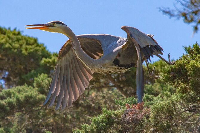 golden-gate-park-wildlife-walking-tour