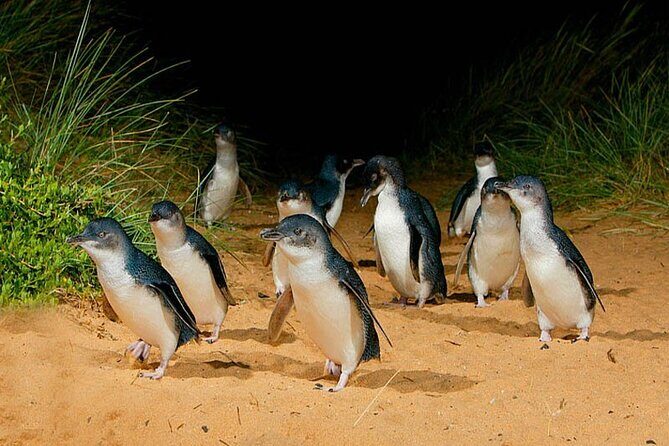 Golden Hour Penguins Express Tour with Pickups on Phillip Island - Exploring the Itinerary in Detail
