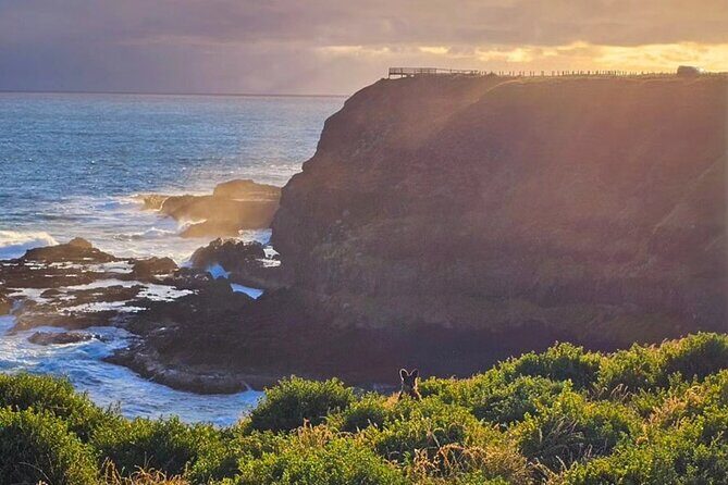 Golden Hour Penguins Express Tour with Pickups on Phillip Island - Final Thoughts