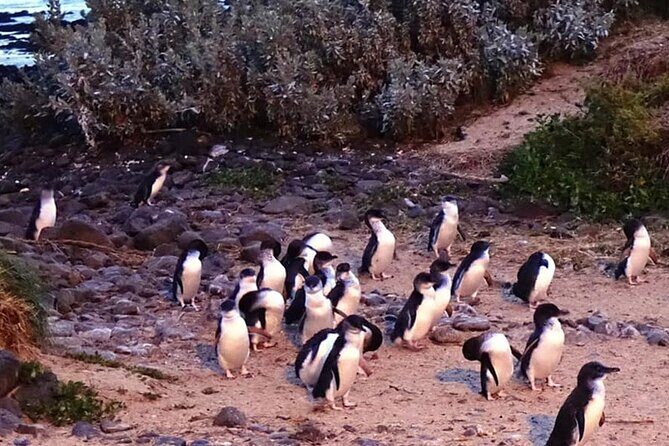 Golden Hour Penguins Express Tour with Pickups on Phillip Island - FAQ