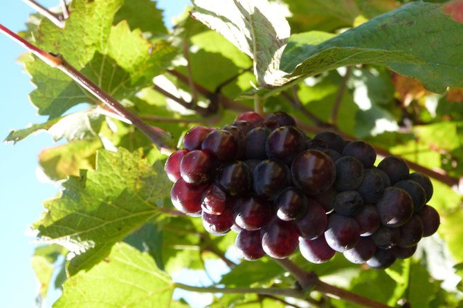 golden-stones-beaujolais-wine-tour-with-tastings-from-lyon