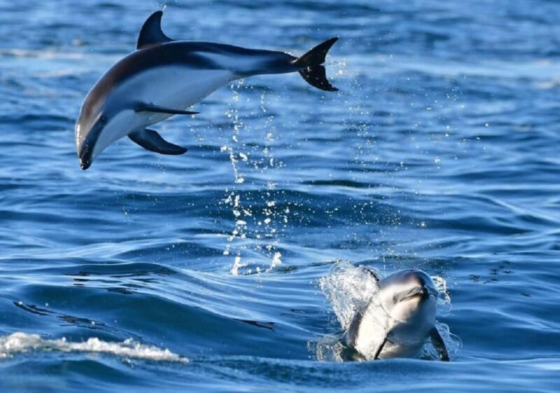 Golfo Aranci: boat tour in the Tavolara Protected Area - Swimming and Snorkeling: The Marine Magic