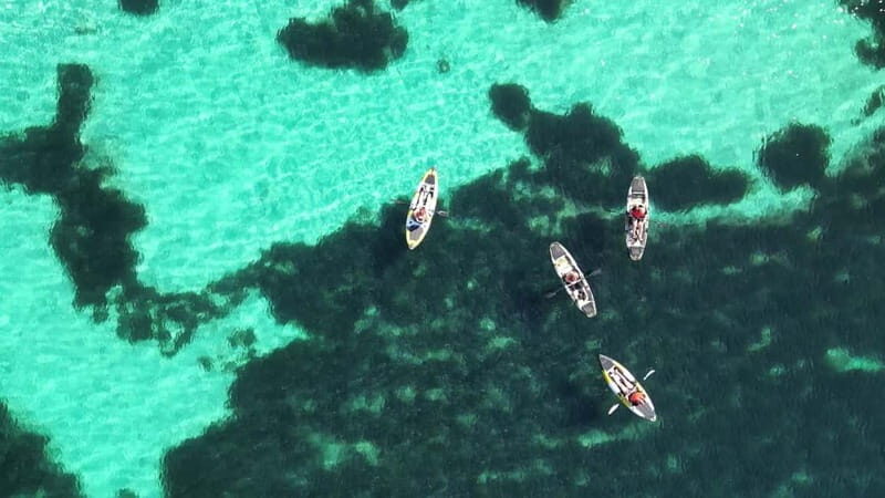 Golfo Aranci: Dolphin Watching Kayaking Tour with Aperitif - The Experience: A Detailed Breakdown