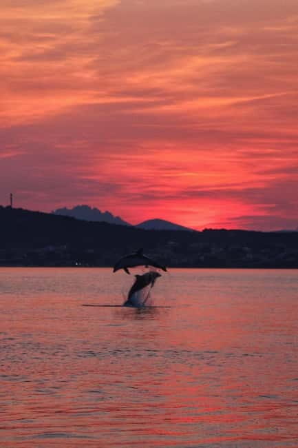 Golfo Aranci: Sup with dolphins, aperitif & photo shoot - Who Should Book This Tour?