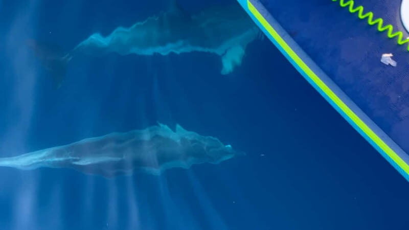 Golfo Aranci, Sup with Dolphins under the Stars - An In-Depth Look at the Experience