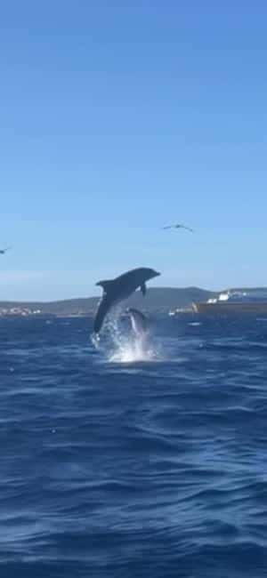 Golfo Aranci tour SUP Paddleboard Dolphin watching, aperitif - What Makes This Tour Special?