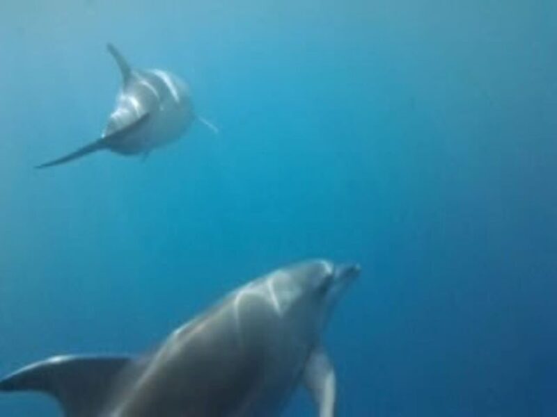 Golfo Aranci tour SUP Paddleboard Dolphin watching, aperitif - FAQ