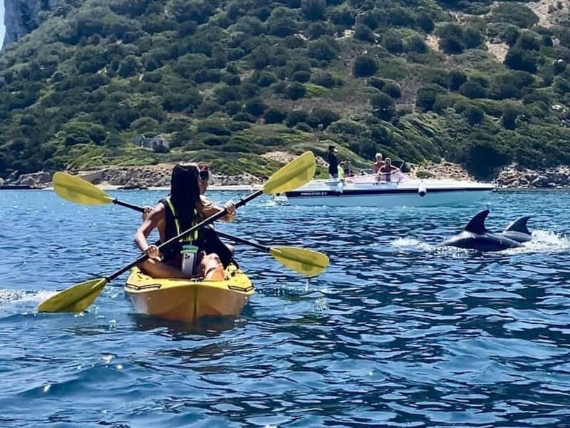 Golfo Aranci:Small group, german guided Kayak tour&Dolphins - Overview of the Experience