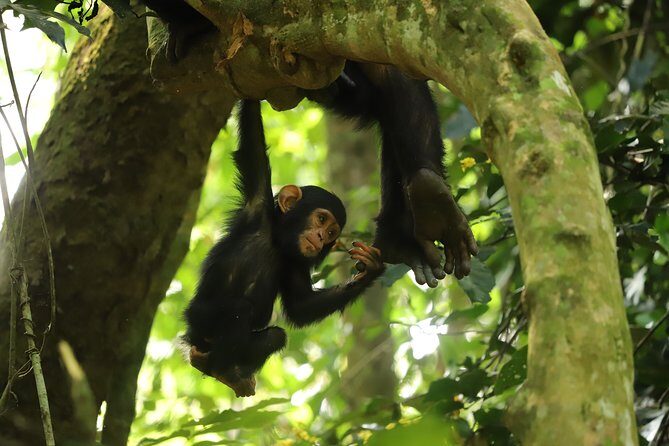 Gombe National Park Chimpanzee Trekking - Key Points