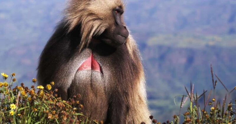 Gondar: 3-Day Simien Mountains and Gondar Tour - Key Points  
