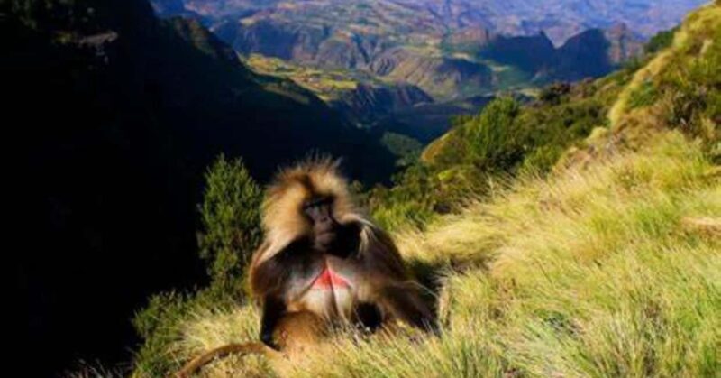 Gondar: 3-Day Simien Mountains Trekking Tour - Key Points