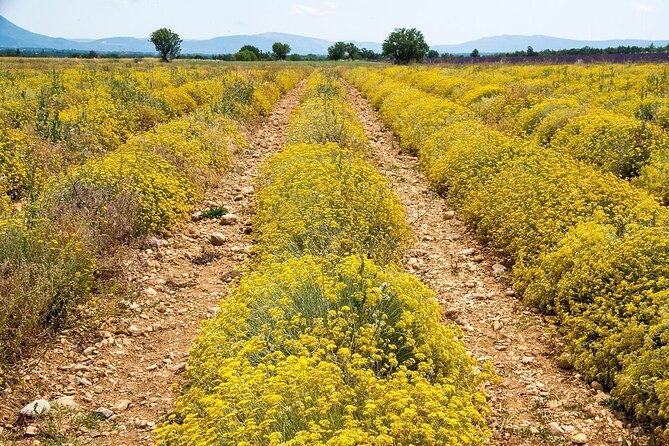 gorges-du-verdon-lavender-fields-picnic-boat-ride-and-villages
