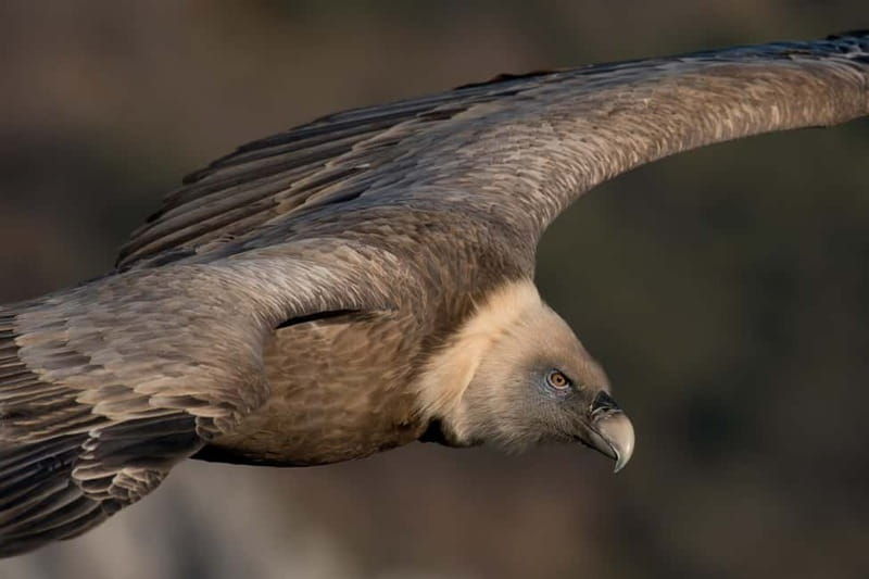 Gorges du Verdon: Watching vultures - The Sum Up