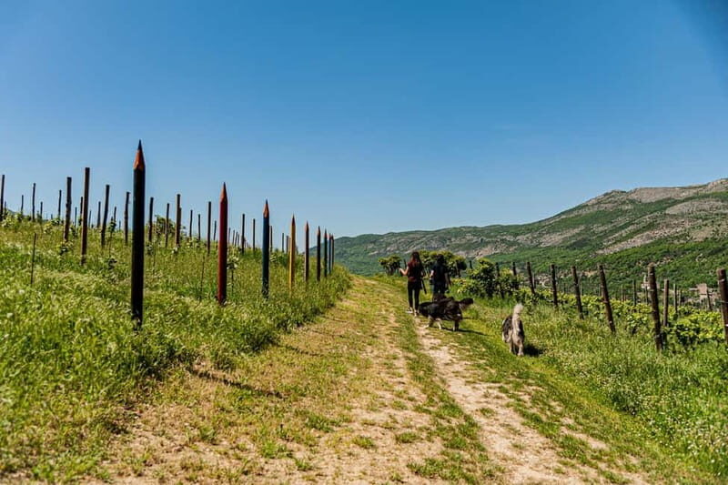 Goriano Valli: Wine Tasting among the Vineyards of Vigna di More - Why This Tour Could Be Perfect for You