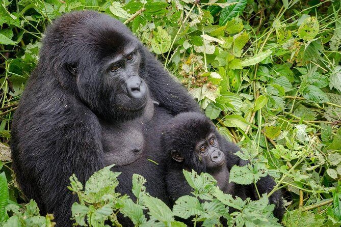 Gorilla Tracking & Batwa Culture Experience - Unpacking the Experience: A 3-Day Journey through Bwindi and Beyond