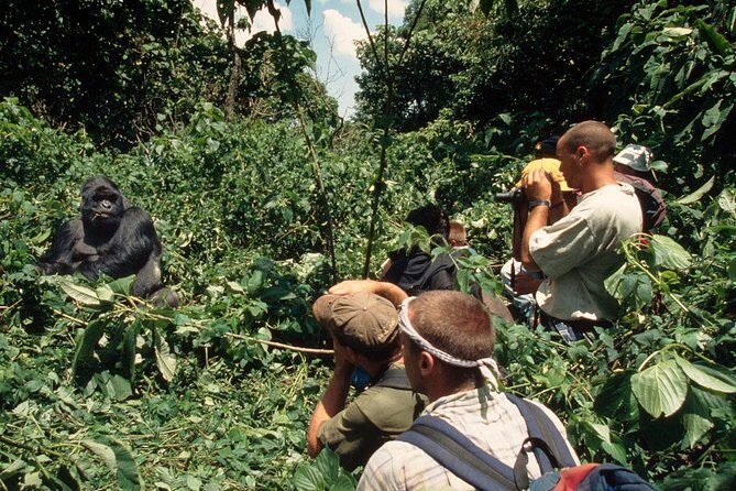 Gorilla Tracking & Batwa Culture Experience - Final Thoughts – Is This Tour Right for You?