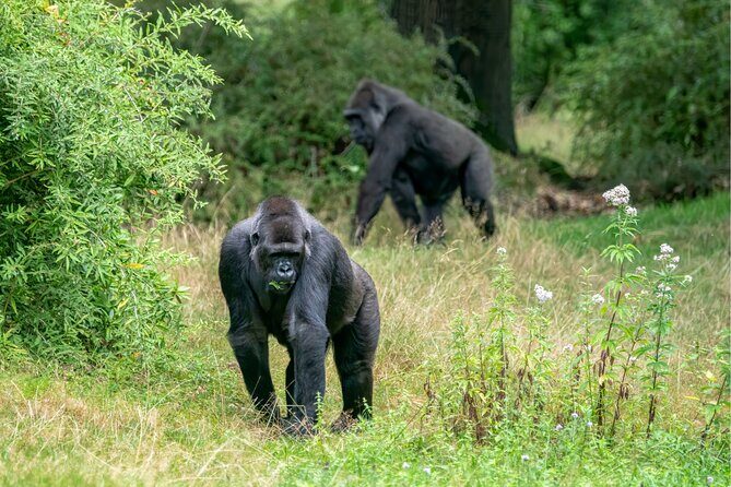 Gorilla Tracking & Batwa Culture Experience - FAQs