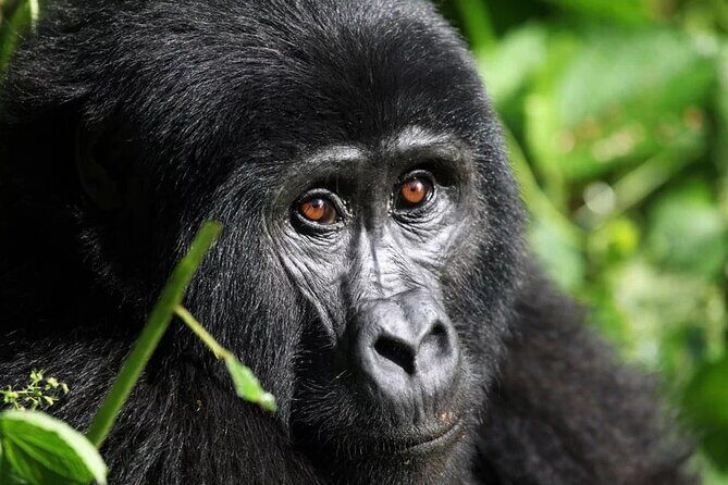 Gorilla Trekking Adventure - A Day trip (Only transfer) - Introduction