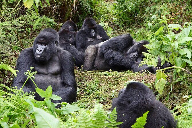 Gorilla Trekking Adventure - A Day trip (Only transfer) - Key Points