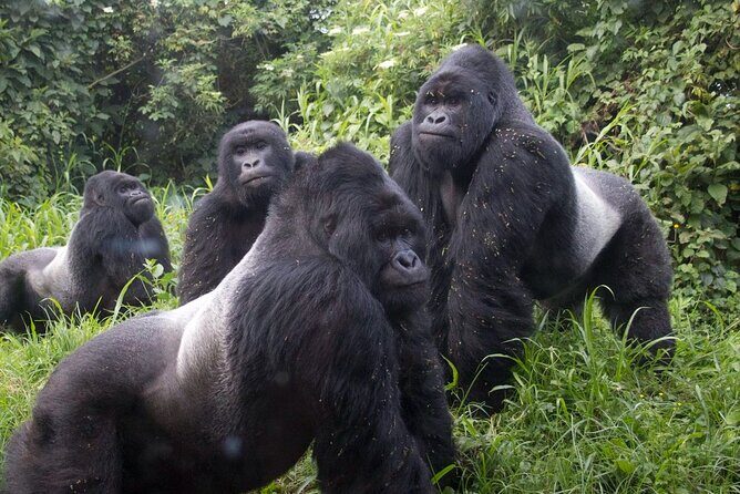 Gorilla Trekking Adventure - A Day trip (Only transfer) - FAQ