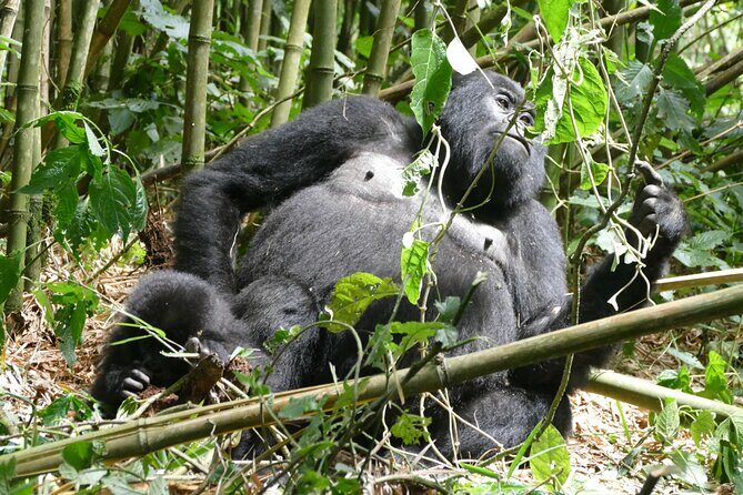 Gorilla Trekking Adventure - A Day trip (Only transfer) - Final Thoughts