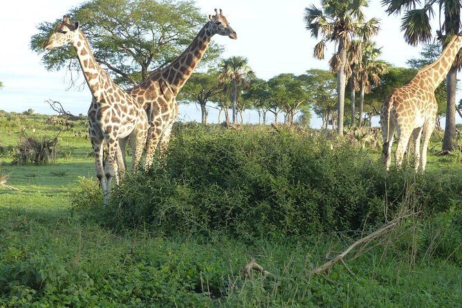 Gorilla trekking - Pricing and Value