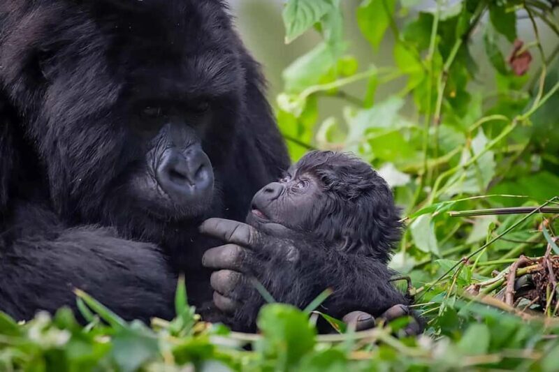 Gorilla Trekking Day Tour with Lunch - Key Points