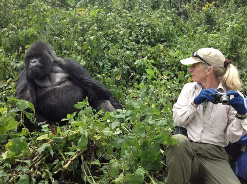 Gorilla Trekking Day Tour with Lunch - Starting the Day: Early Morning Pickup and Briefing