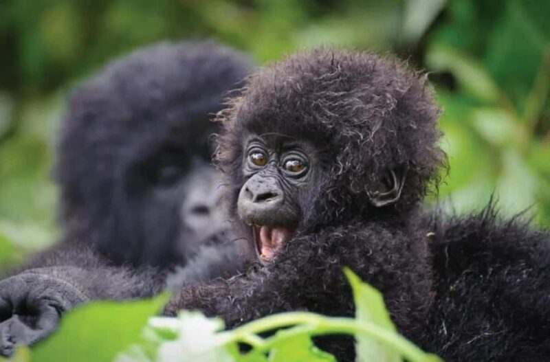 Gorilla Trekking Day Tour with Lunch - The Moment: Watching Gorillas in Their Habitat