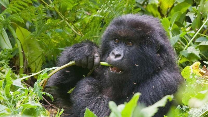 Gorilla Trekking Day Tour with Lunch - Post-Trek: Lunch and Return Journey