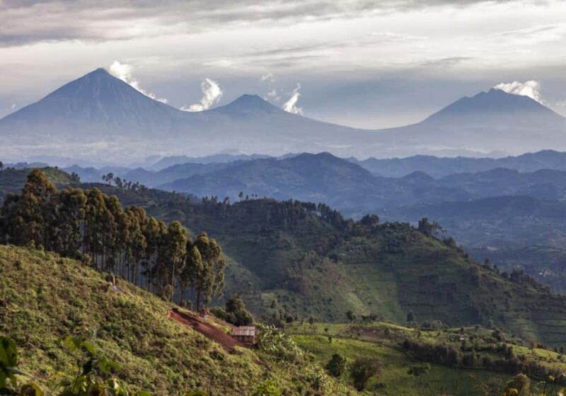 Gorilla Trekking Day Tour with Lunch - The Experience: What You’ll Take Away