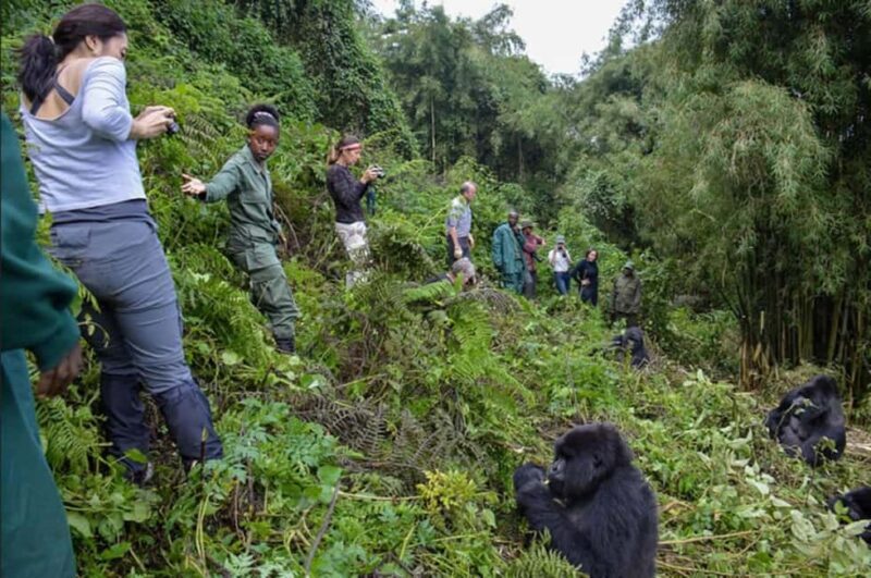 Gorilla Trekking Day Tour with Lunch - The Value of the Tour