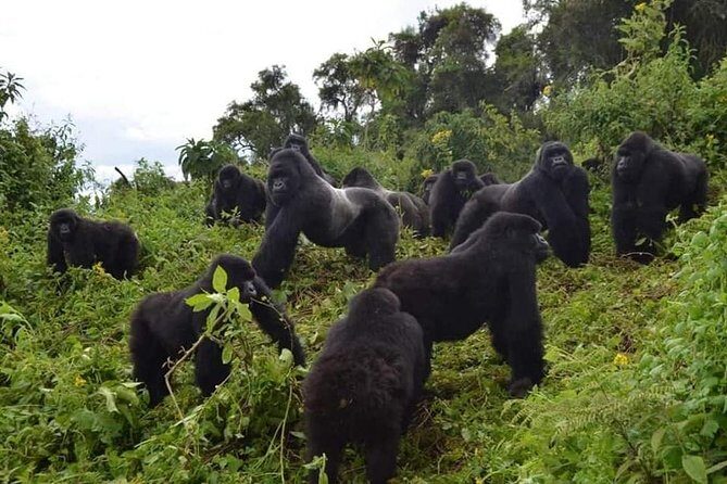 Gorilla trekking &wildlife adventure in Rwanda - Key Points