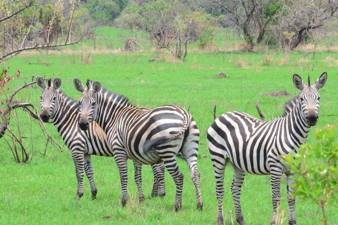 Gorilla trekking &wildlife adventure in Rwanda - An In-Depth Look at the 8-Day Rwanda Wildlife Safari