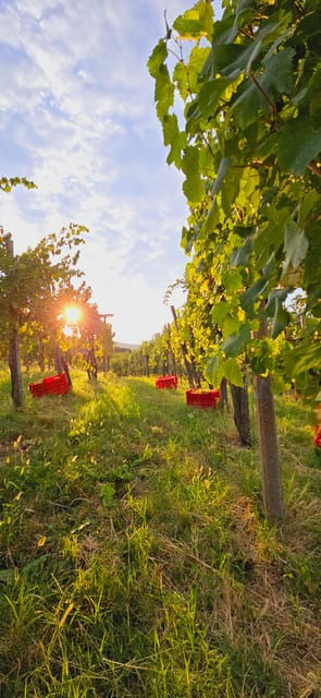 goriska-brda-wine-walk-and-tasting