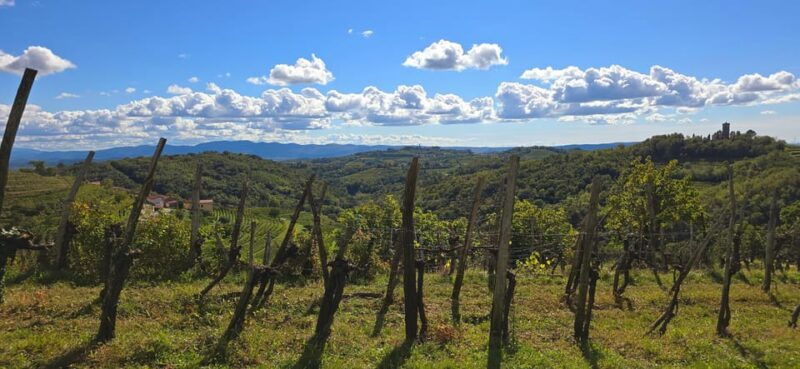 goriska-brda-wine-walk-and-tasting