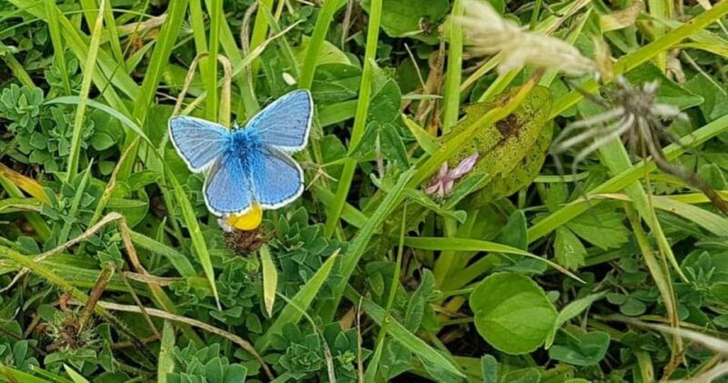 gorran-haven-dodman-point-coast-and-country-guided-walk