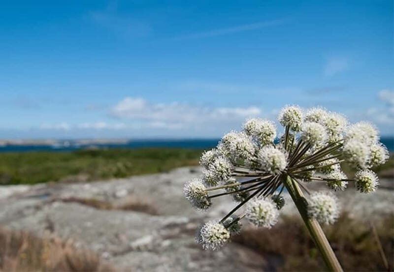Gothenburg: 4-Hour Guided Boat Tour to Vinga Island - Who Would Love This Tour?