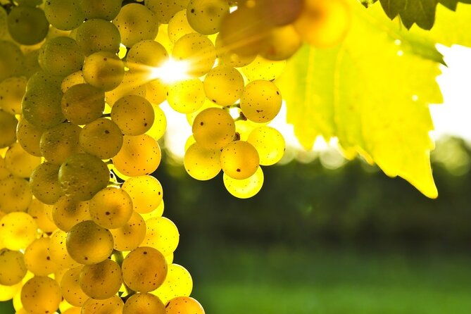 gourmet-journey-11-course-lunch-wine-tasting-culinary-session