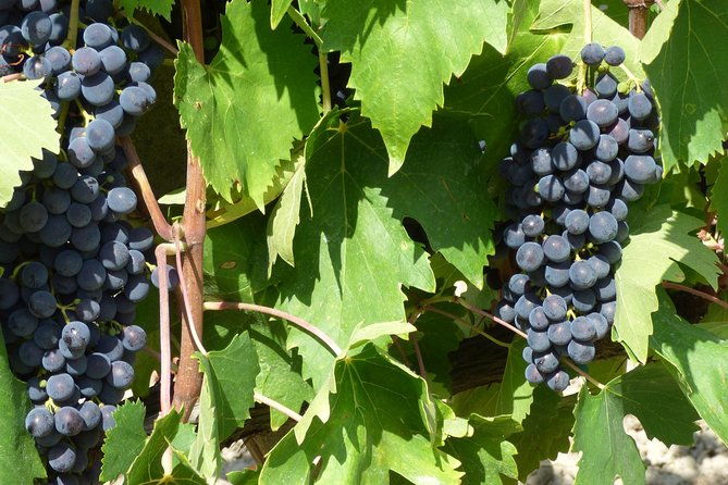 gourmet-wine-tour-san-gimignano-wine-tasting-san-quirico-winery