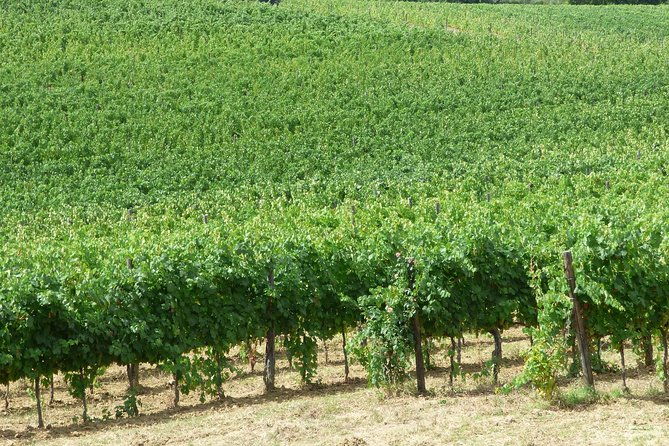 gourmet-wine-tour-san-gimignano-wine-tasting-san-quirico-winery