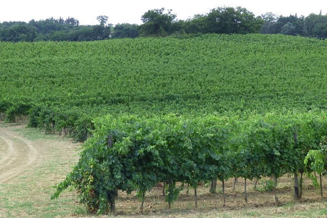 gourmet-wine-tour-san-gimignano-wine-tasting-san-quirico-winery