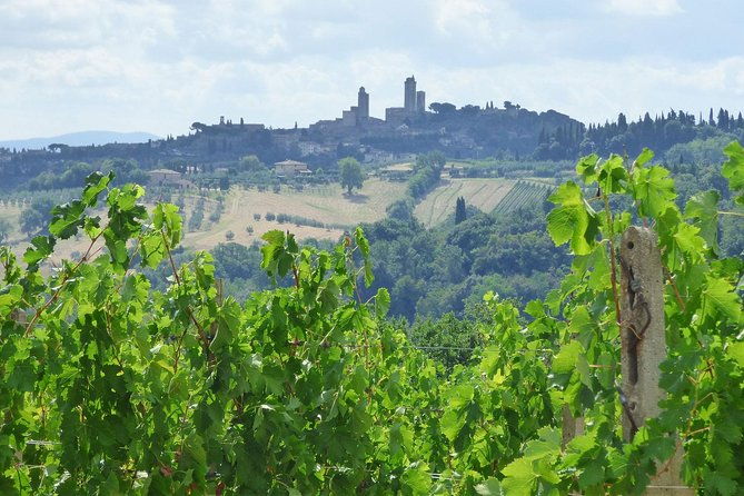 gourmet-wine-tour-san-gimignano-wine-tasting-san-quirico-winery